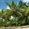 Fotografia 11 da espécie Cocos nucifera do Jardim Botânico UTAD