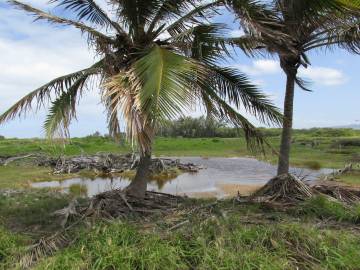 Fotografia da espécie Cocos nucifera