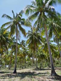 Fotografia da espécie Cocos nucifera