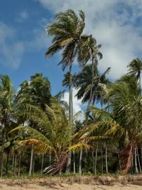 Fotografia da espécie Cocos nucifera