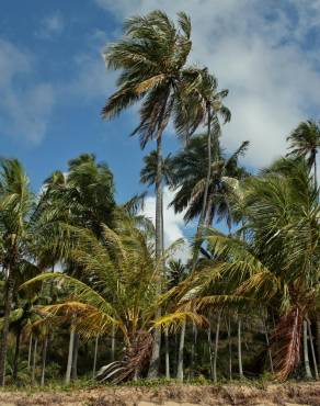 Fotografia 15 da espécie Cocos nucifera no Jardim Botânico UTAD