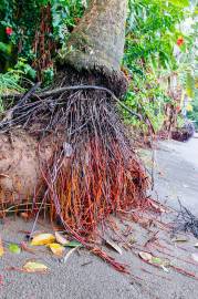 Fotografia da espécie Cocos nucifera