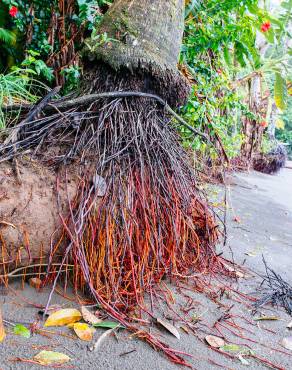 Fotografia 16 da espécie Cocos nucifera no Jardim Botânico UTAD