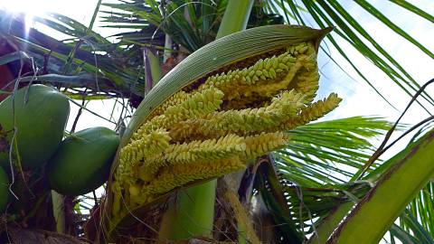 Fotografia da espécie Cocos nucifera