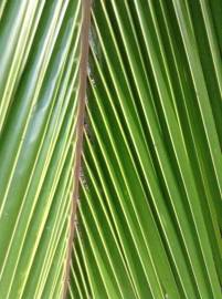 Fotografia da espécie Cocos nucifera