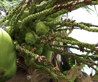 Fotografia da espécie Cocos nucifera