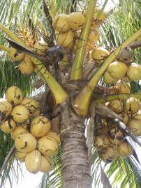 Fotografia da espécie Cocos nucifera