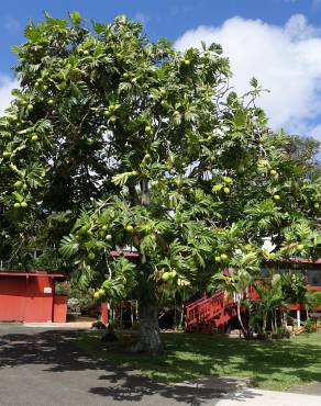 Fotografia 1 da espécie Artocarpus altilis no Jardim Botânico UTAD