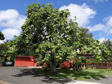 Fotografia da espécie Artocarpus altilis