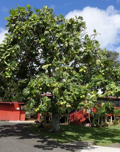 Fotografia de capa Artocarpus altilis - do Jardim Botânico