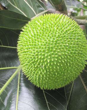 Fotografia 3 da espécie Artocarpus altilis no Jardim Botânico UTAD