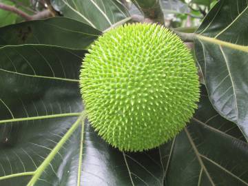 Fotografia da espécie Artocarpus altilis