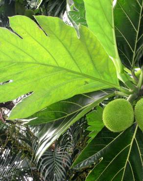 Fotografia 4 da espécie Artocarpus altilis no Jardim Botânico UTAD