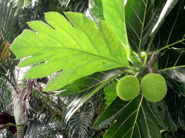 Fotografia da espécie Artocarpus altilis