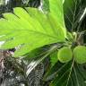 Fotografia 4 da espécie Artocarpus altilis do Jardim Botânico UTAD