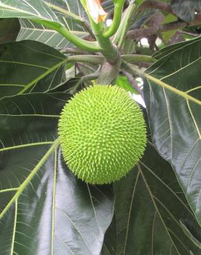 Fotografia 5 da espécie Artocarpus altilis no Jardim Botânico UTAD