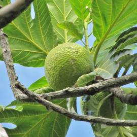 Fotografia da espécie Artocarpus altilis