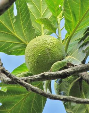 Fotografia 6 da espécie Artocarpus altilis no Jardim Botânico UTAD