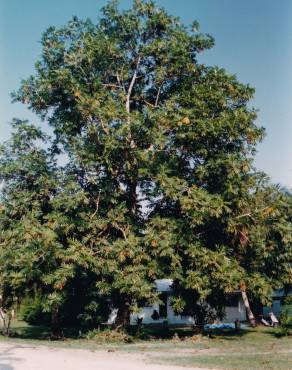 Fotografia 8 da espécie Artocarpus altilis no Jardim Botânico UTAD