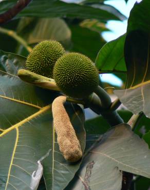 Fotografia 9 da espécie Artocarpus altilis no Jardim Botânico UTAD