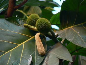 Fotografia da espécie Artocarpus altilis