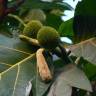 Fotografia 9 da espécie Artocarpus altilis do Jardim Botânico UTAD