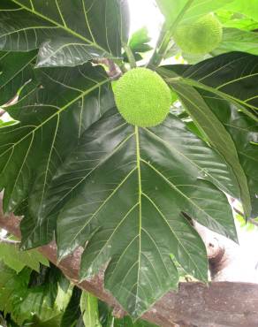 Fotografia 10 da espécie Artocarpus altilis no Jardim Botânico UTAD