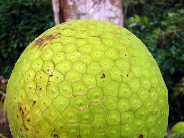 Fotografia da espécie Artocarpus altilis