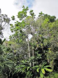 Fotografia da espécie Artocarpus altilis