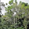 Fotografia 12 da espécie Artocarpus altilis do Jardim Botânico UTAD