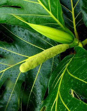 Fotografia 13 da espécie Artocarpus altilis no Jardim Botânico UTAD