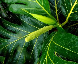 Fotografia da espécie Artocarpus altilis