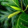 Fotografia 13 da espécie Artocarpus altilis do Jardim Botânico UTAD