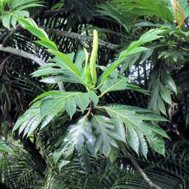 Fotografia da espécie Artocarpus altilis