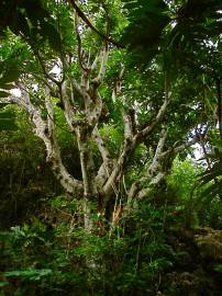 Fotografia da espécie Artocarpus altilis