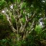 Fotografia 15 da espécie Artocarpus altilis do Jardim Botânico UTAD
