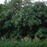 Fotografia 16 da espécie Artocarpus altilis do Jardim Botânico UTAD