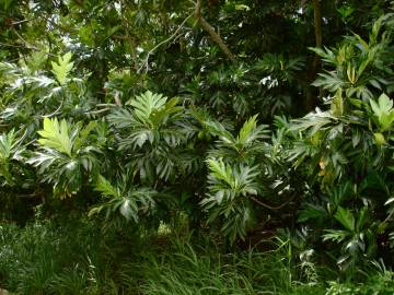 Fotografia da espécie Artocarpus altilis