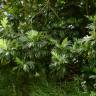 Fotografia 17 da espécie Artocarpus altilis do Jardim Botânico UTAD