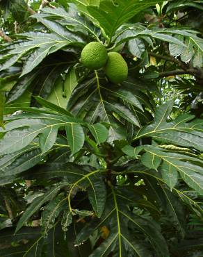 Fotografia 18 da espécie Artocarpus altilis no Jardim Botânico UTAD