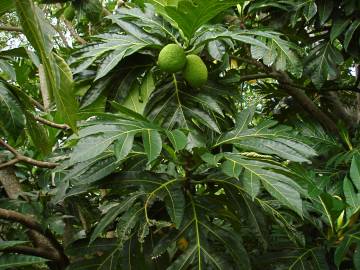 Fotografia da espécie Artocarpus altilis