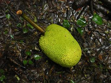 Fotografia da espécie Artocarpus altilis