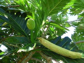 Fotografia da espécie Artocarpus altilis