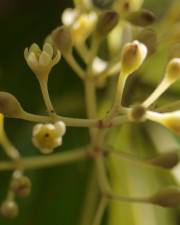 Fotografia da espécie Cinnamomum verum