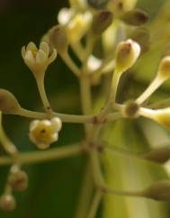 Cinnamomum verum