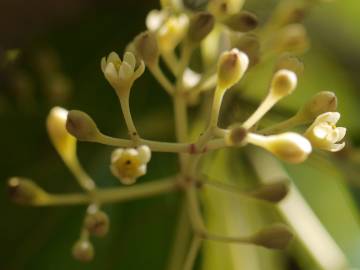 Fotografia da espécie Cinnamomum verum