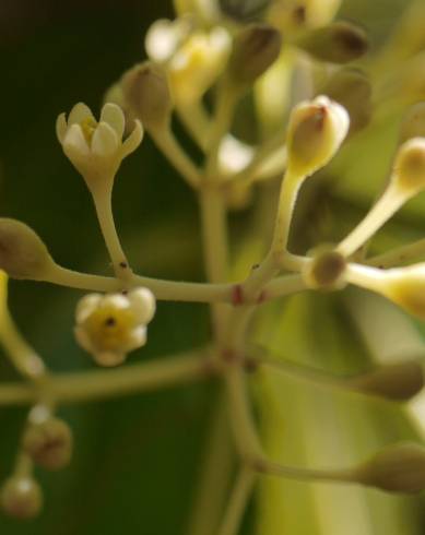 Fotografia de capa Cinnamomum verum - do Jardim Botânico