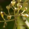 Fotografia 1 da espécie Cinnamomum verum do Jardim Botânico UTAD