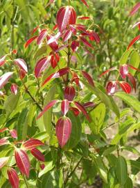 Fotografia da espécie Cinnamomum verum