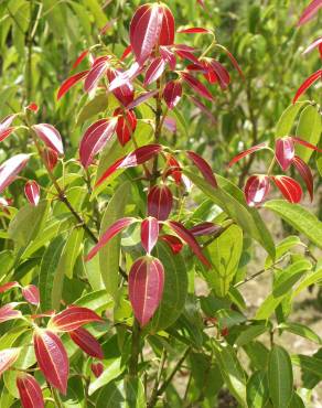 Fotografia 3 da espécie Cinnamomum verum no Jardim Botânico UTAD